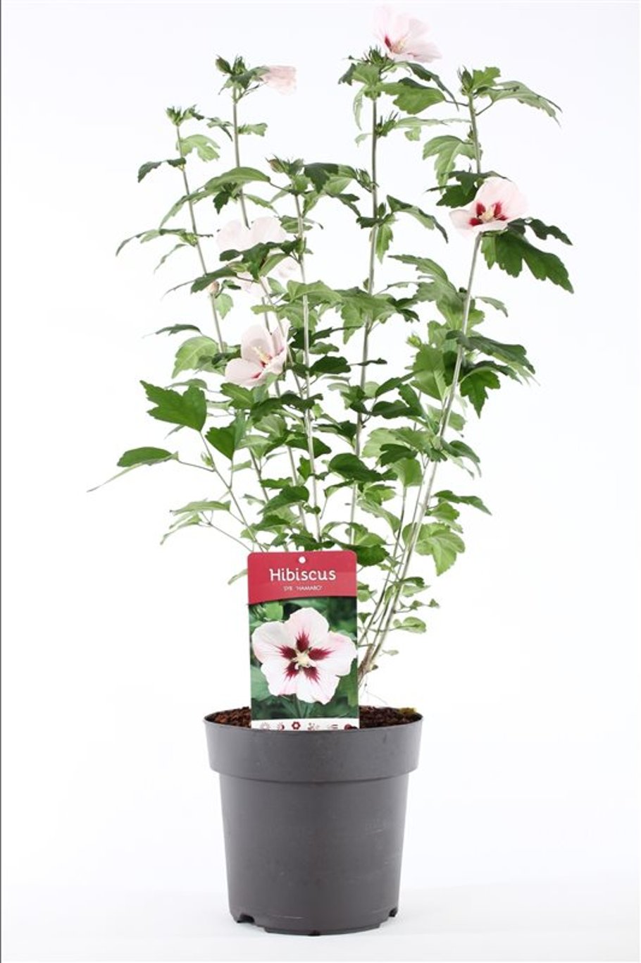 Hibiscus syr. 'Hamabo' - C5